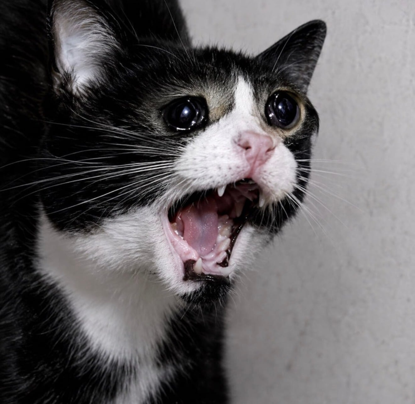 Screaming Cat logo
