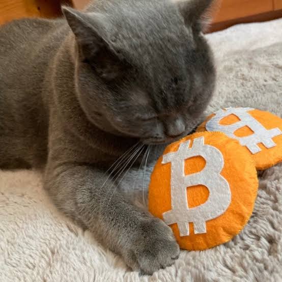 bit cat logo