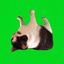 up side down cat logo