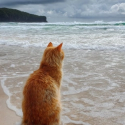 BeachCat logo